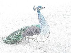 Farbenloser Pfau