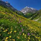 Farbenmeer der Berge