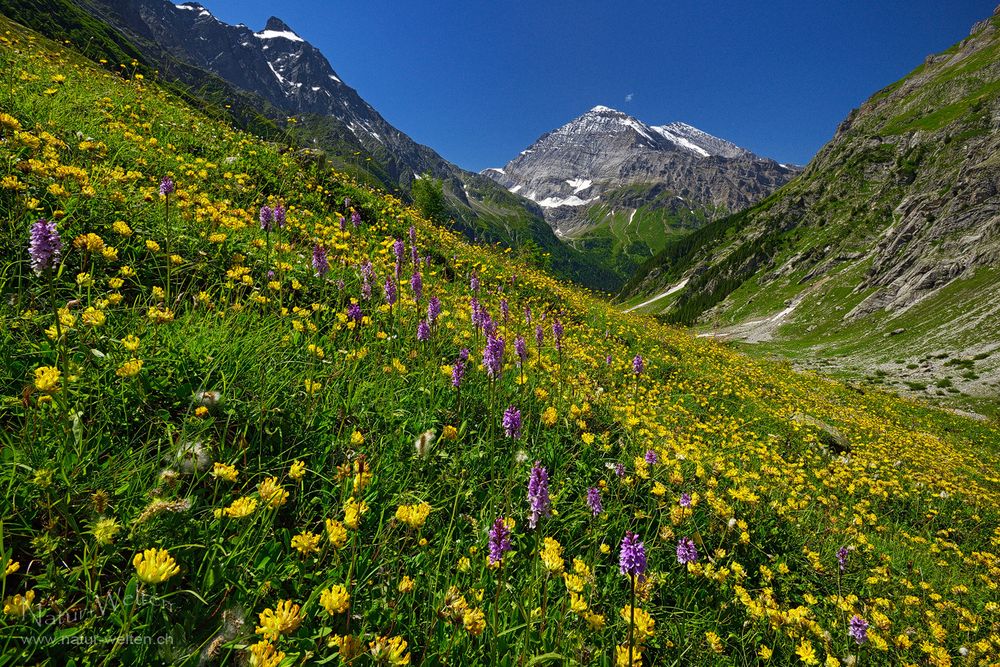 Farbenmeer der Berge