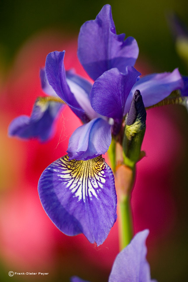 Farbenmeer in meinem Garten