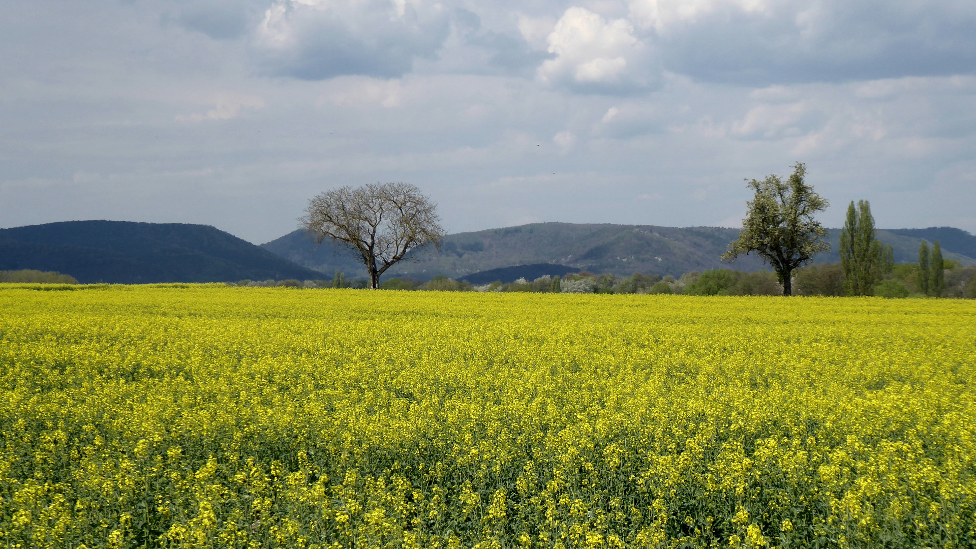 Farbenpracht an der Weinstraße