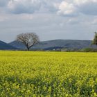 Farbenpracht an der Weinstraße