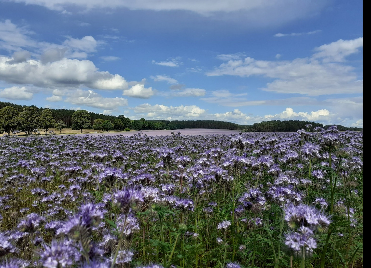 Farbenpracht auf dem Feld