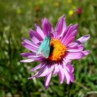 Farbenpracht auf der Bergwiese