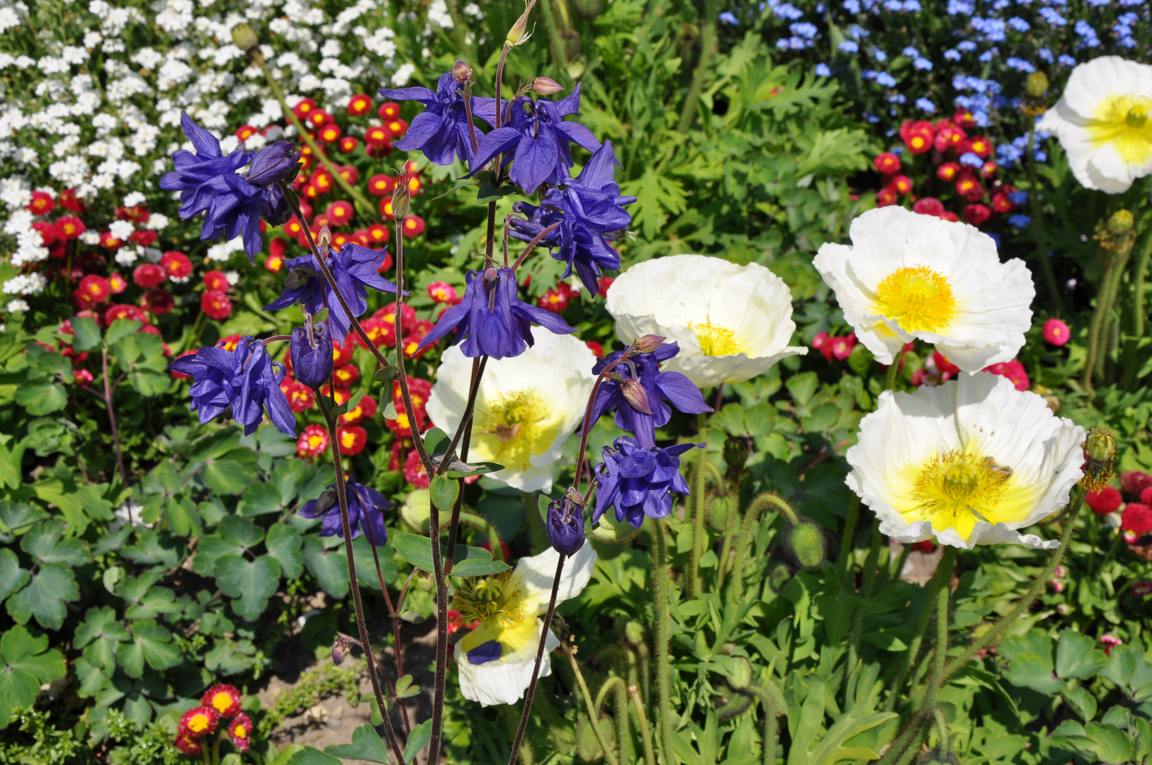 Farbenpracht auf der Mainau