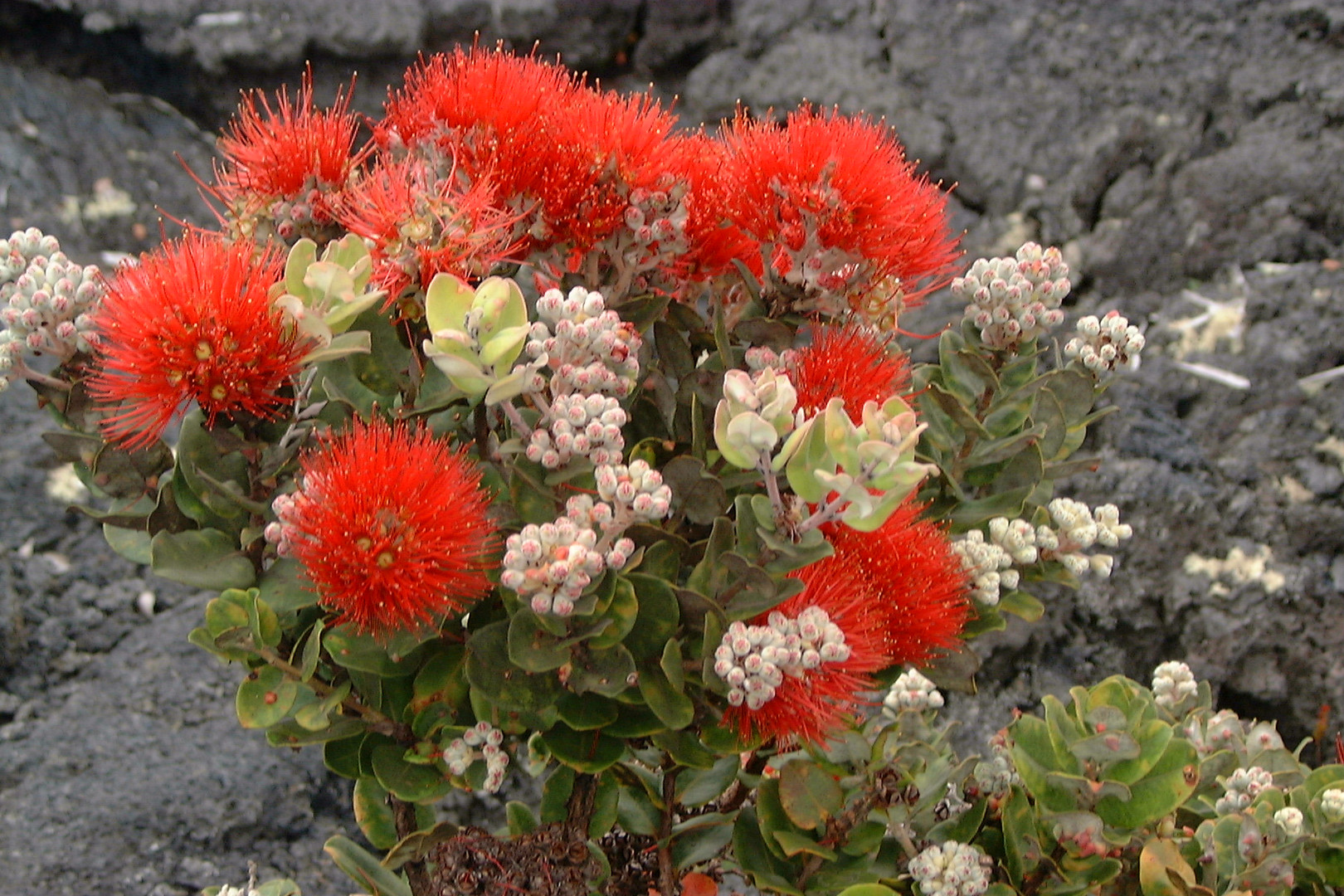 Farbenpracht auf Lava