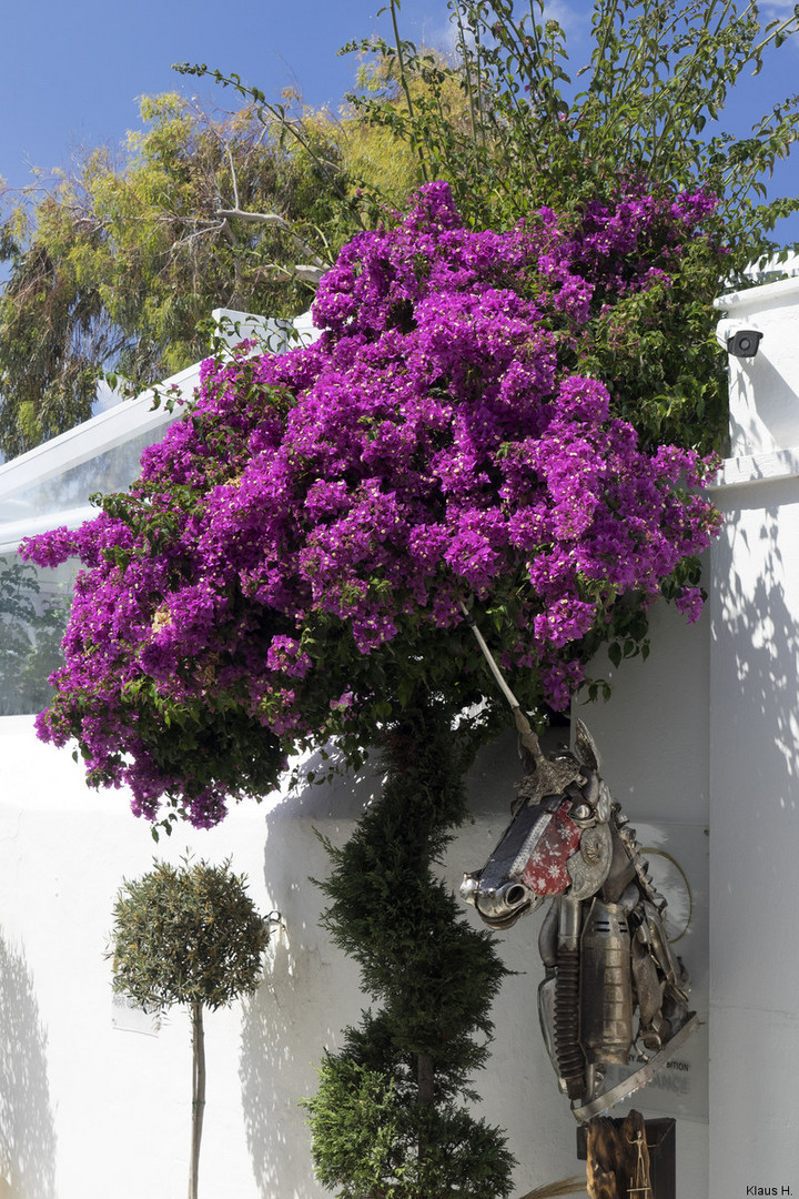 ~ Farbenpracht auf Mykonos ~