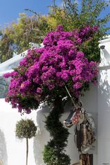 ~ Farbenpracht auf Mykonos ~