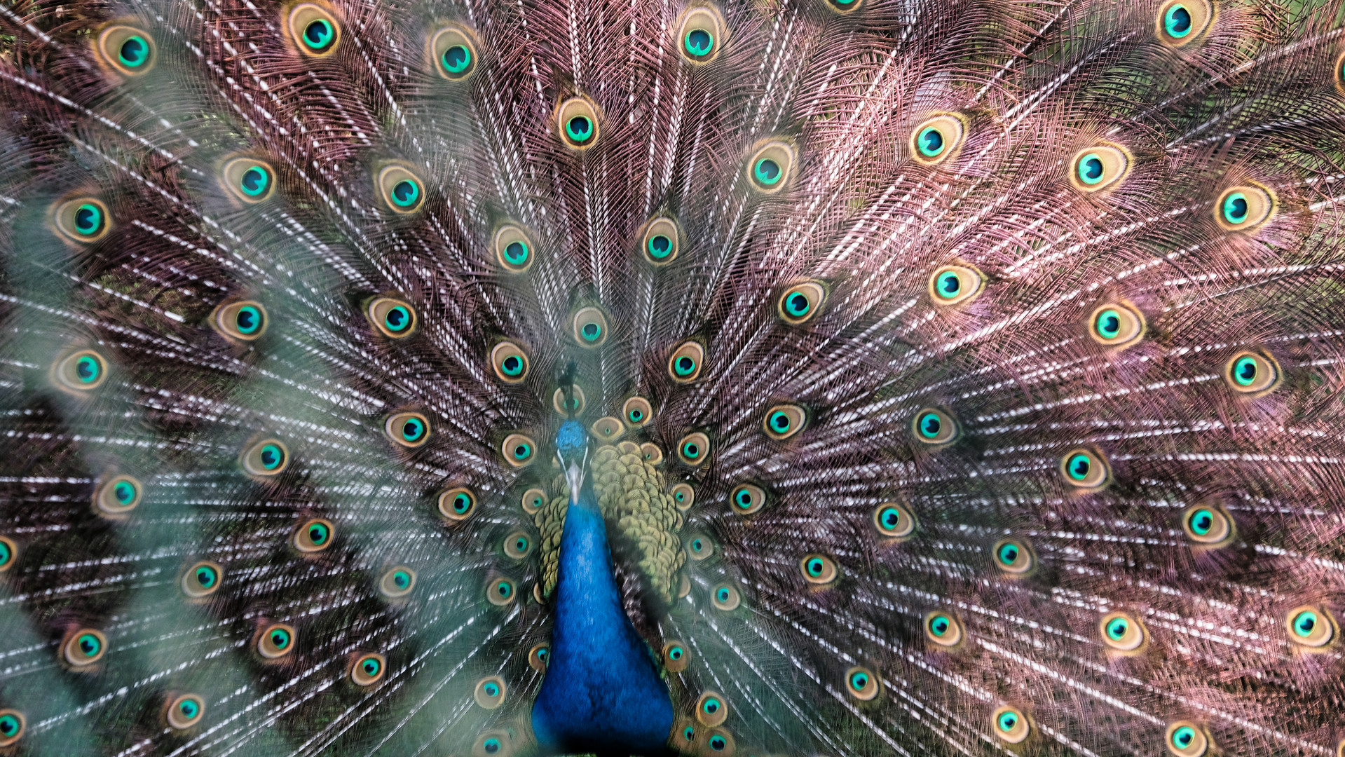 Farbenpracht Balz Werben Männchen Pfau