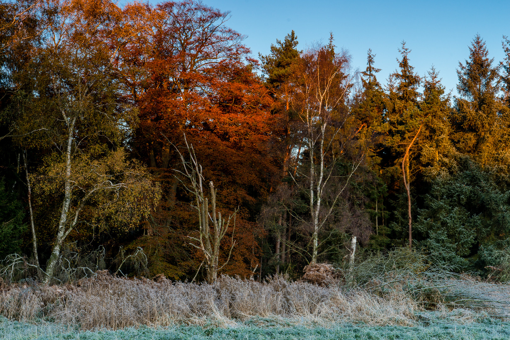 Farbenpracht beim Sonnenaufgang im herbstlichen Darßwald