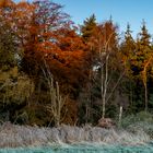 Farbenpracht beim Sonnenaufgang im herbstlichen Darßwald