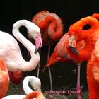 Farbenpracht der Flamingos