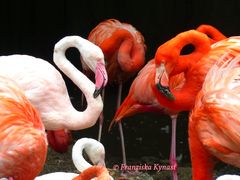 Farbenpracht der Flamingos