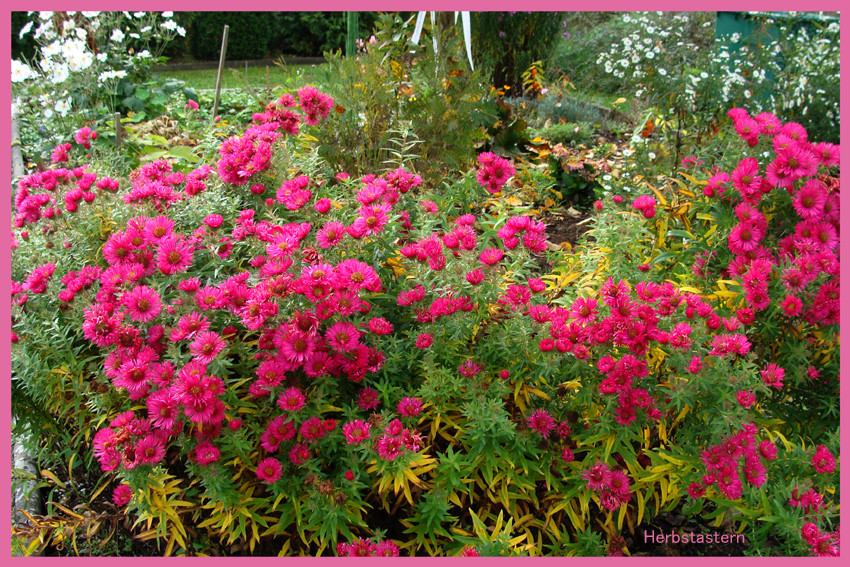 Farbenpracht der Herbstastern