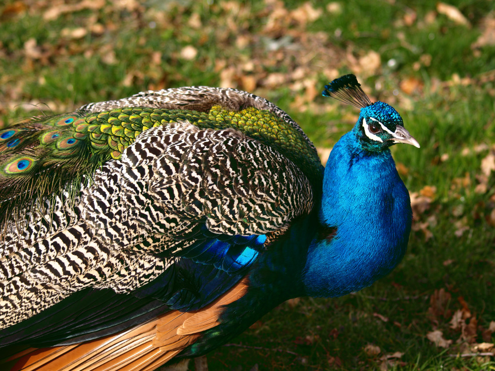 Farbenpracht der Natur