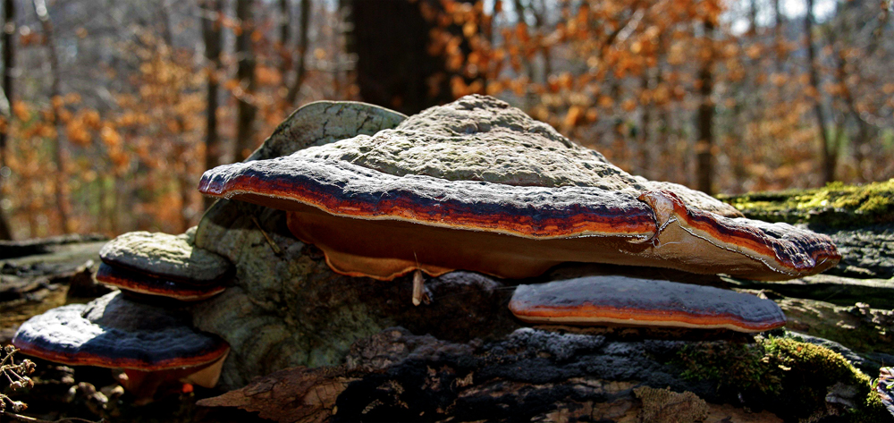 Farbenpracht der Natur