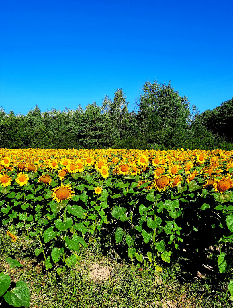 Farbenpracht der Natur 