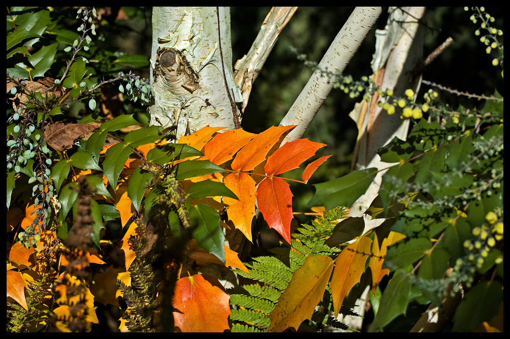 Farbenpracht der Natur...