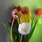 Farbenpracht der Tulpen 