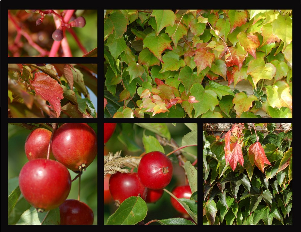 Farbenpracht des Herbstes