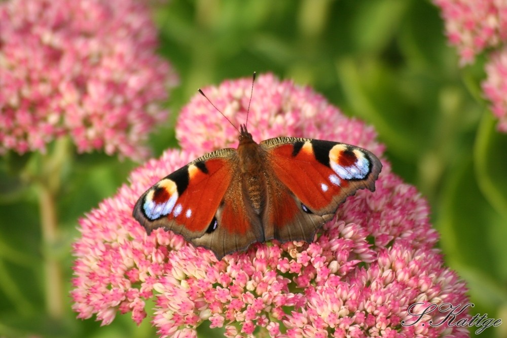 Farbenpracht eines Schmetterlings