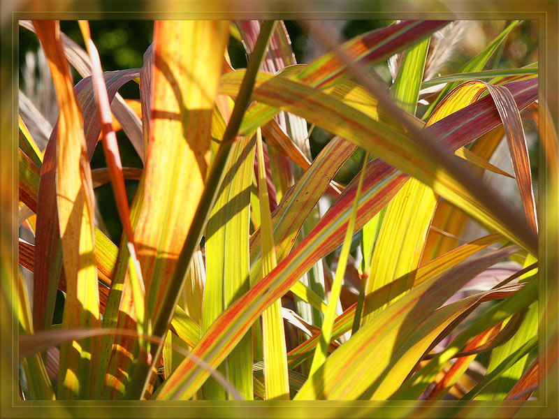 Farbenpracht: Es herbstelet so sehr!