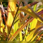 Farbenpracht: Es herbstelet so sehr!