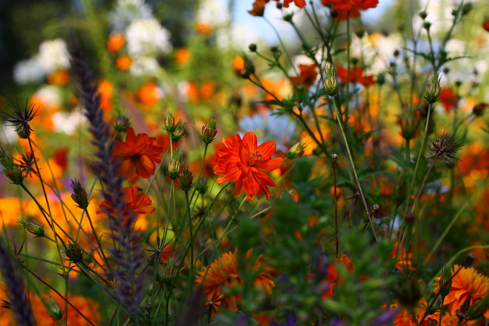 Farbenpracht im Abendslicht