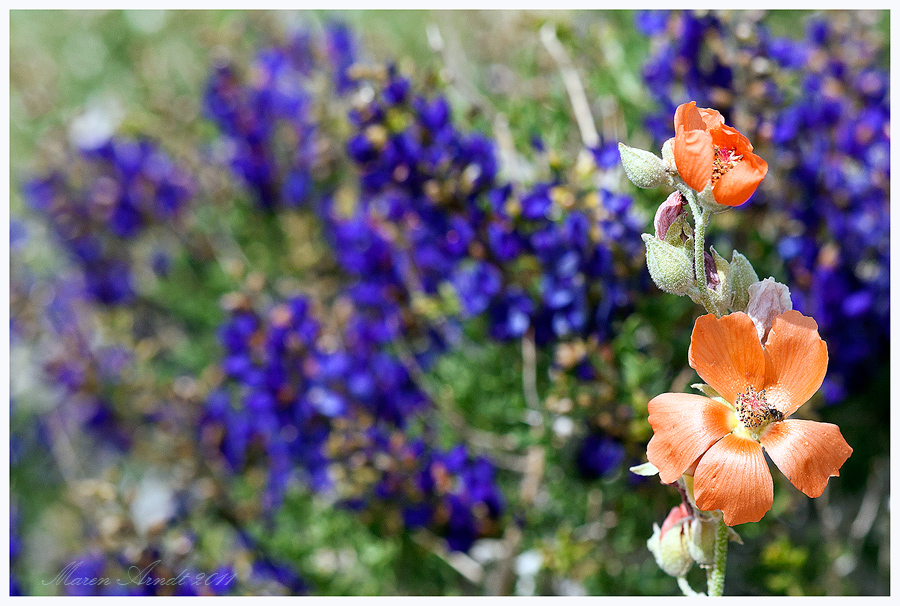 Farbenpracht im Death Valley