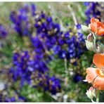 Farbenpracht im Death Valley