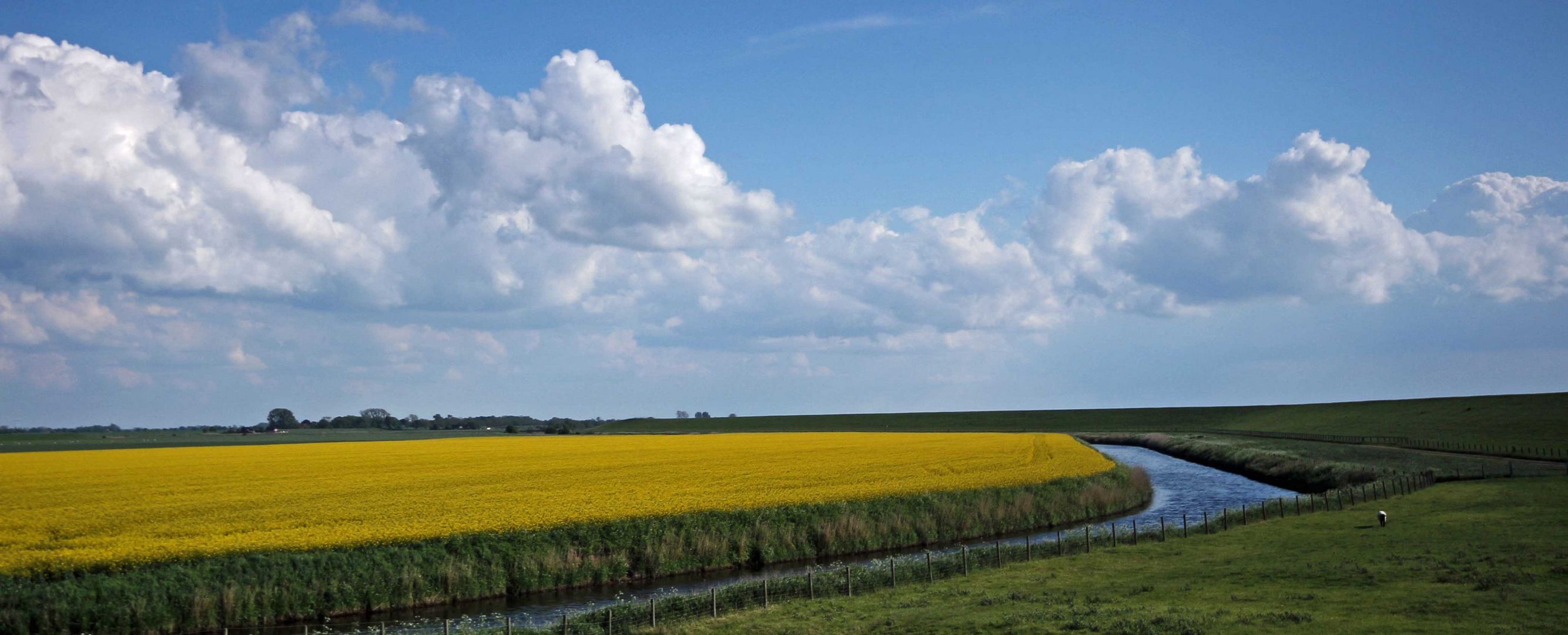 Farbenpracht im Deichvorland