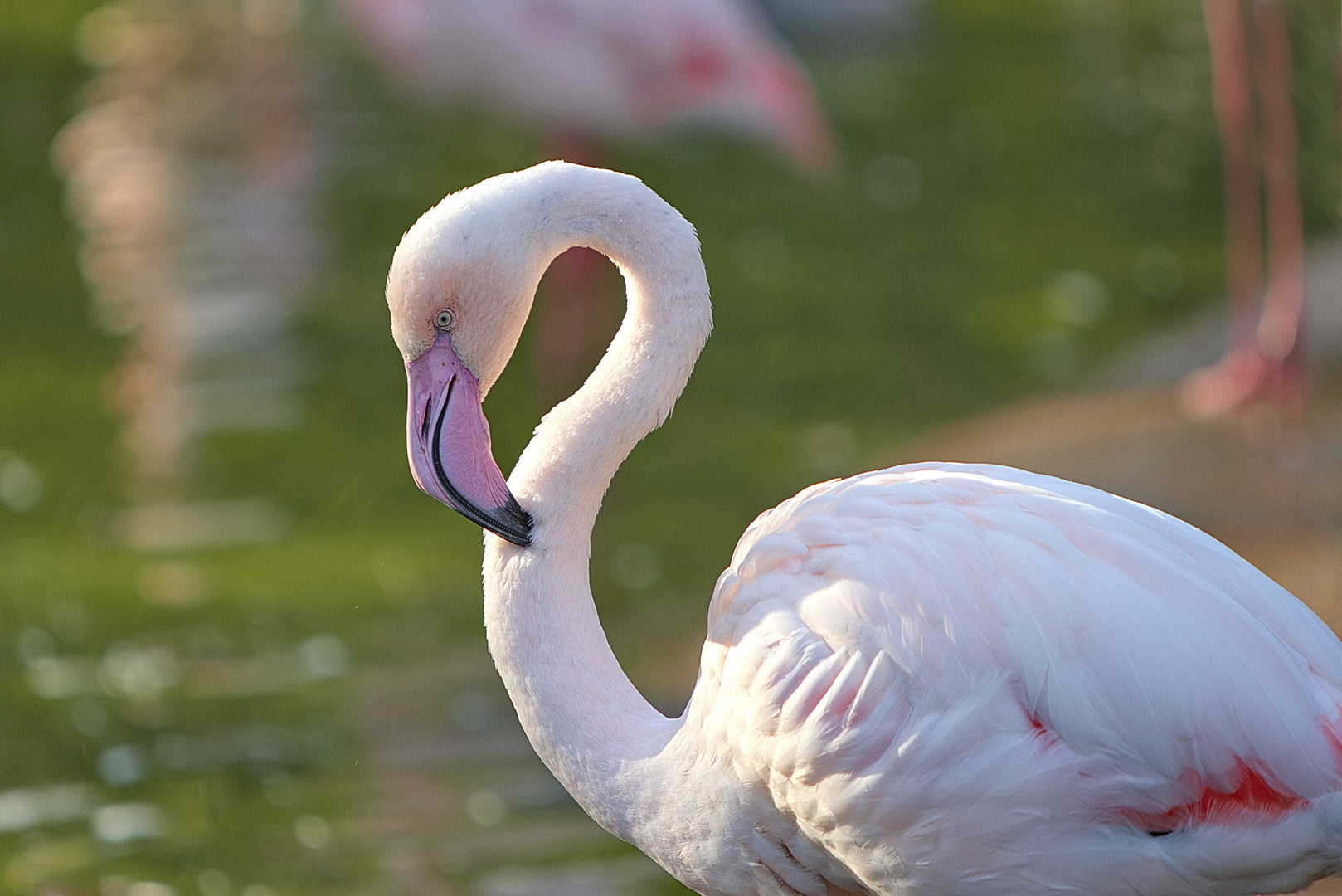 Farbenpracht im Flamingo-Gehege