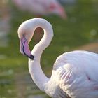 Farbenpracht im Flamingo-Gehege