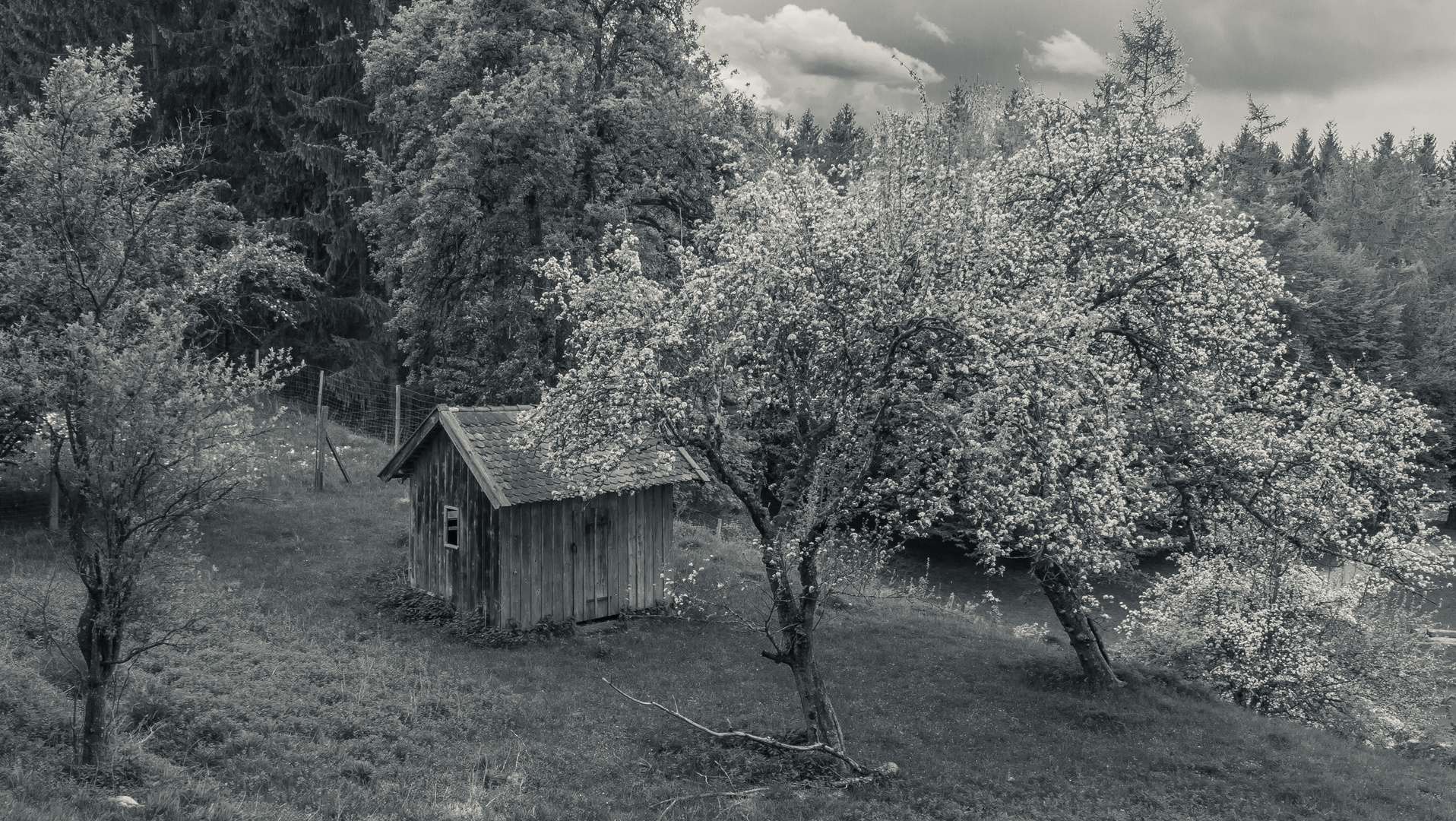 Farbenpracht im Frühling