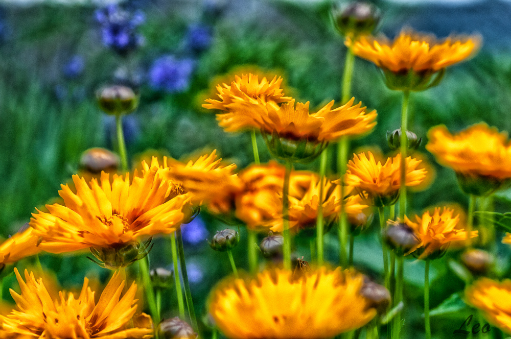 Farbenpracht im Garten