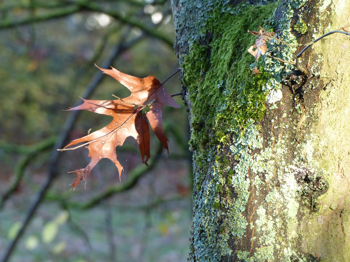 Farbenpracht im Herbst