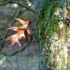 Farbenpracht im Herbst