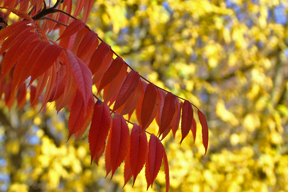 Farbenpracht im Herbst