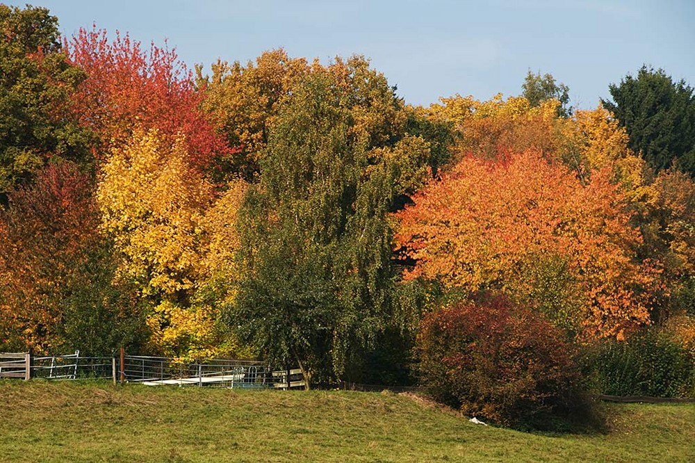 Farbenpracht im Herbst