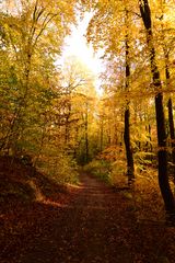 Farbenpracht im Herbstwald