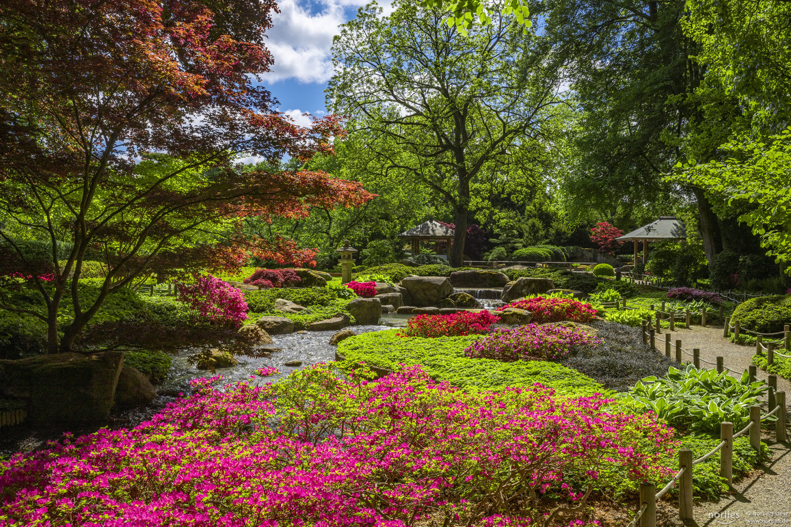 Farbenpracht im Japangarten