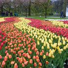 Farbenpracht im Keukenhof bei Amsterdam