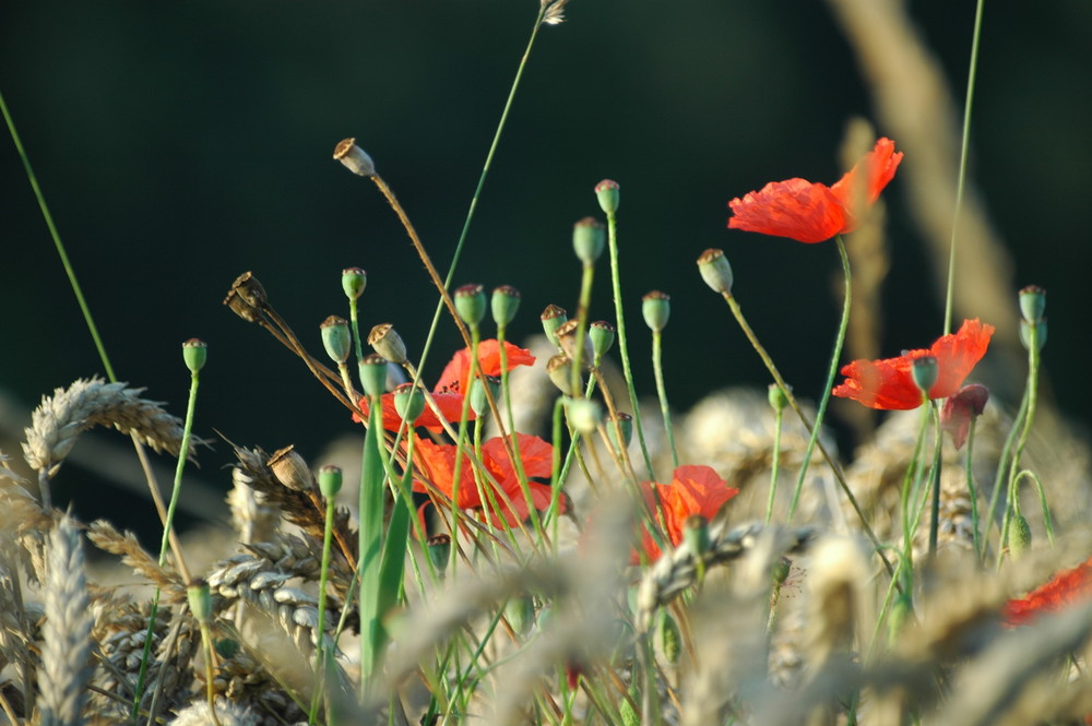 Farbenpracht im Kornfeld