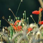 Farbenpracht im Kornfeld