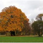 Farbenpracht im Muskauer Park