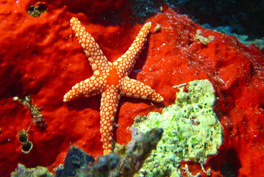 Farbenpracht im Roten Meer (Ghardaga-Seestern)