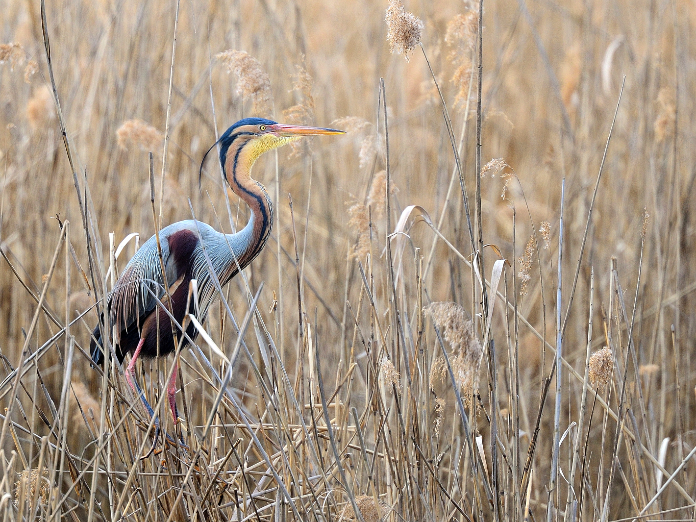 Farbenpracht im Schilf, Splendor of colors in the reeds, Esplendor de colores en las cañas