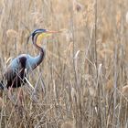 Farbenpracht im Schilf, Splendor of colors in the reeds, Esplendor de colores en las cañas