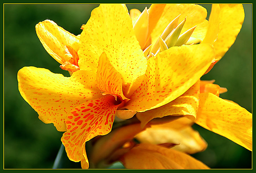 Farbenpracht im Sonnenlicht