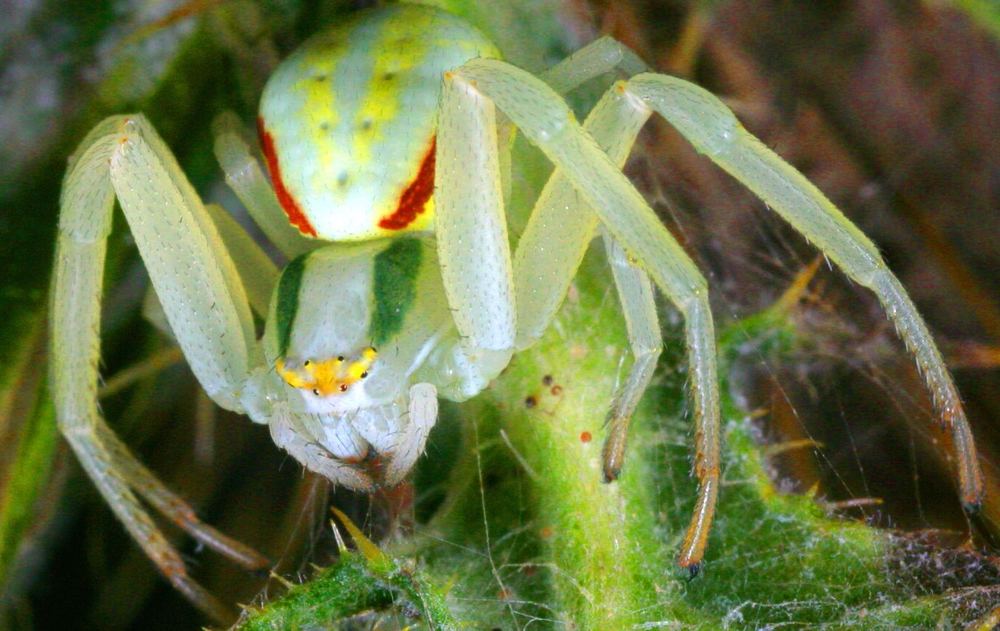 Farbenpracht im Spinnenreich!